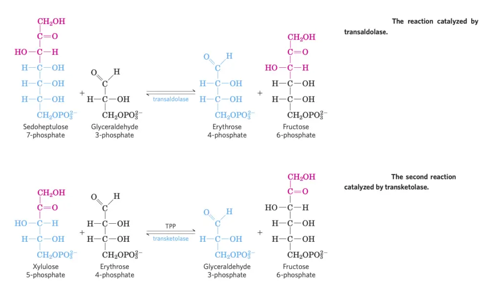 Non-Oxidative Phase of Pentose Phosphate Pathway